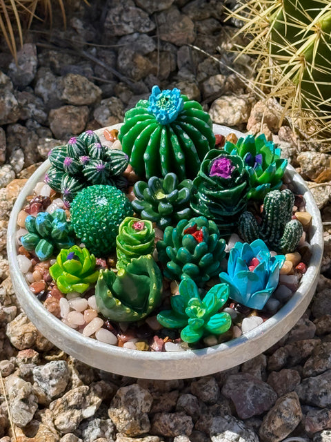 CM Designs 7.5" Pot Succulent Planters