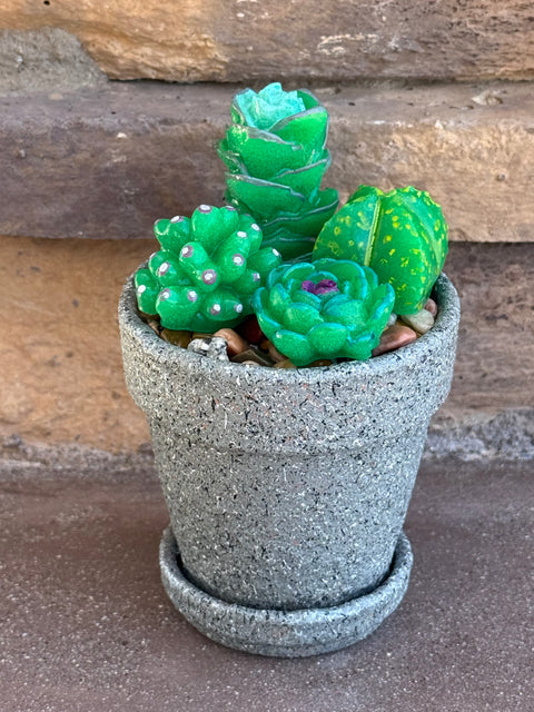 CM Designs 4" Pot Succulent Planters